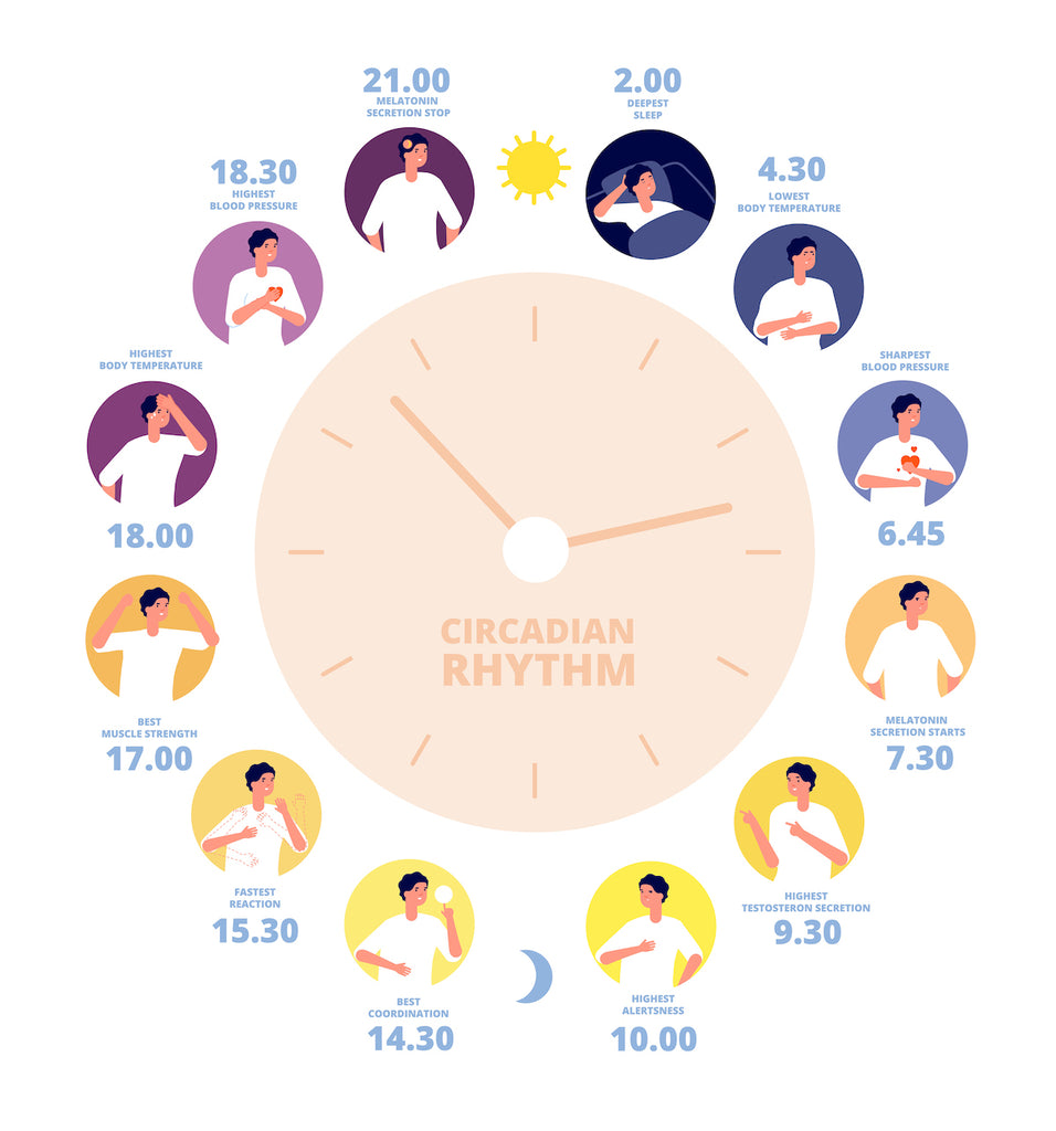 Circadian Rhythm chart from Happy Flame