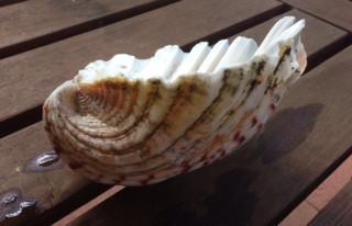 Happy Flame Beeswax Lanterns luminaries Byron Bay sea shell beeswax lantern