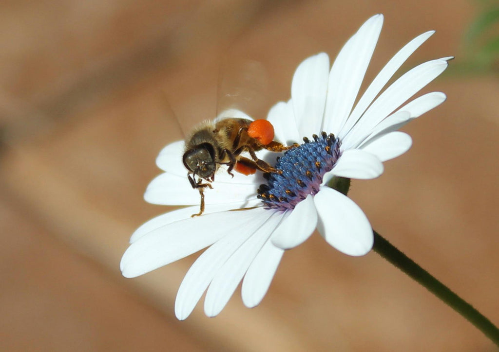 How you can help your local bees - Happy Flame