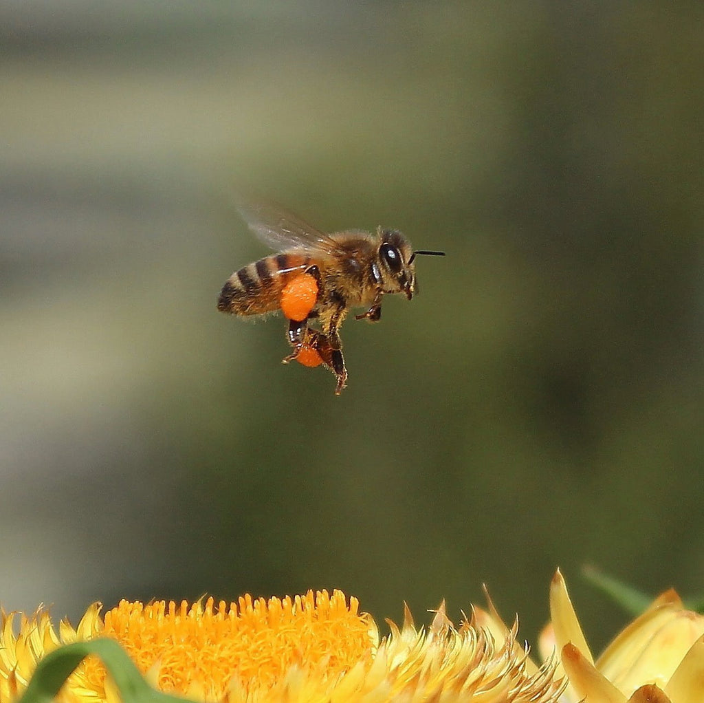 Supporting Australian Beekeepers: The Heart of Our Handmade Candles - Happy Flame