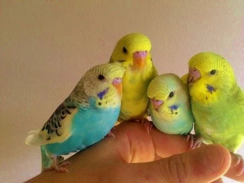 Are beeswax candles safe for pet birds in your home? - Happy Flame