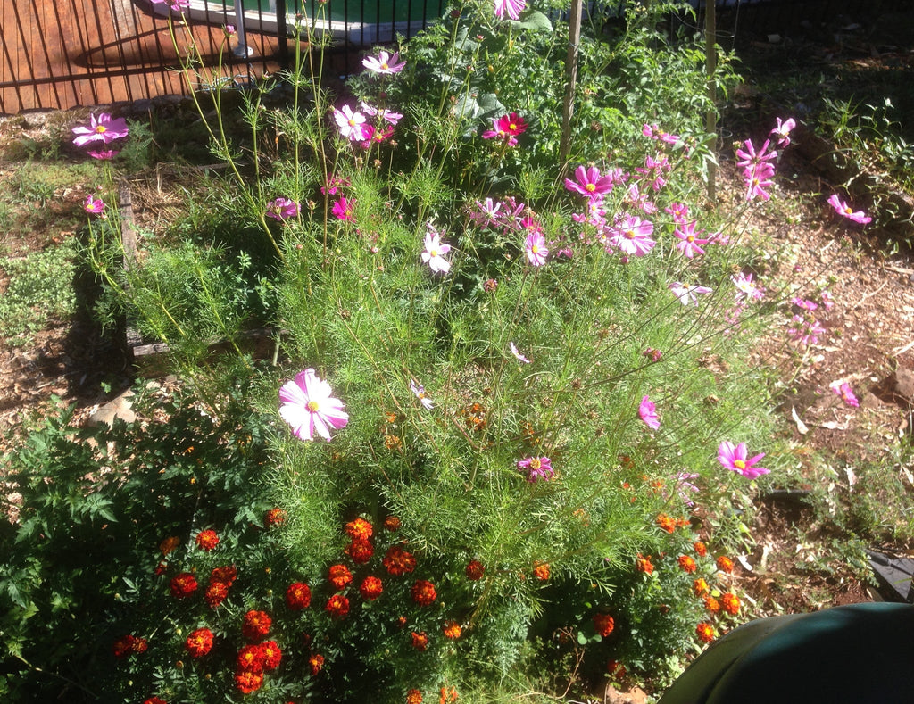 Autumn planting for bees = less chemicals in the garden. - Happy Flame