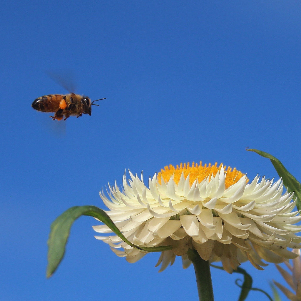 Introducing Candles Made from Australian Certified Organic Beeswax - Happy Flame