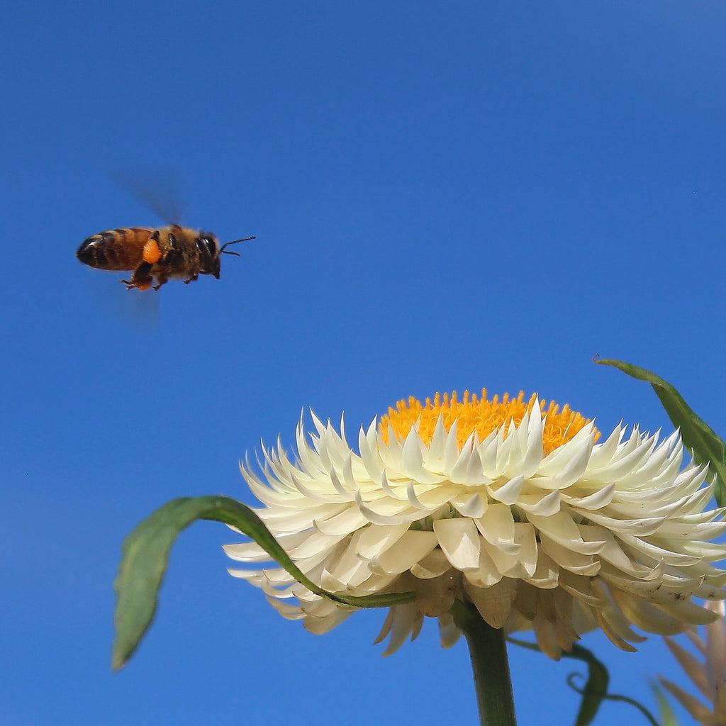 Are bees in trouble in Australia? - Happy Flame