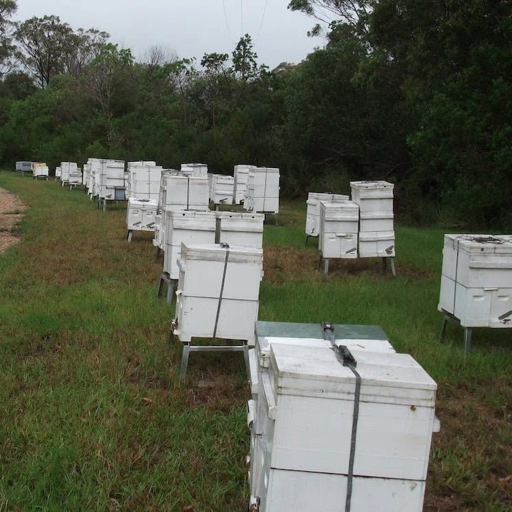 From Hive to Home: The Journey of Australian Handmade Beeswax Candles - Happy Flame