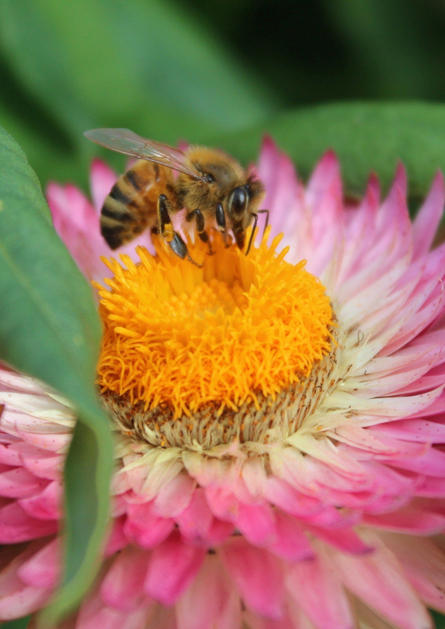 What is certified organic beeswax?