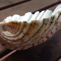 Byron Bay Seashell Beeswax Candle Lantern 5 - Happy Flame